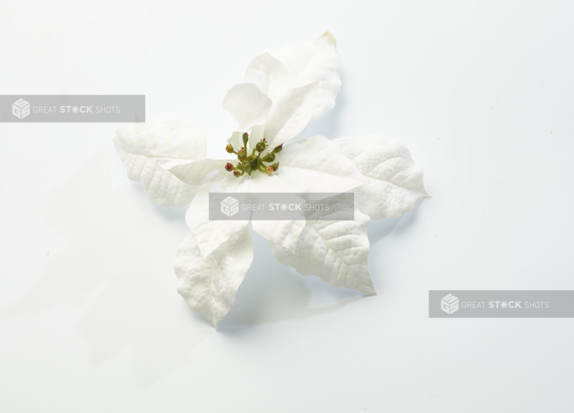 Overhead View of a Single White Poinsettia Flower Shot on White for Isolation