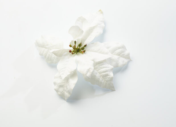 Overhead View of a Single White Poinsettia Flower Shot on White for Isolation