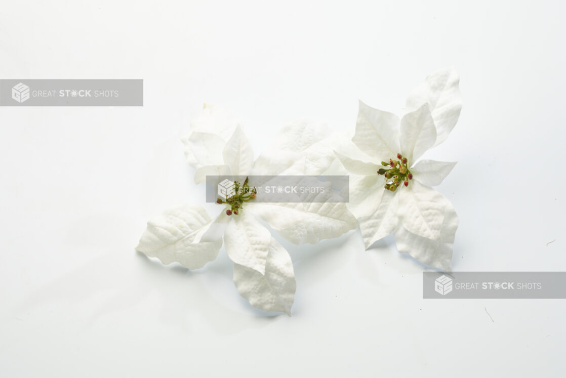 Overhead View of White Poinsettia Flowers Shot on White for Isolation