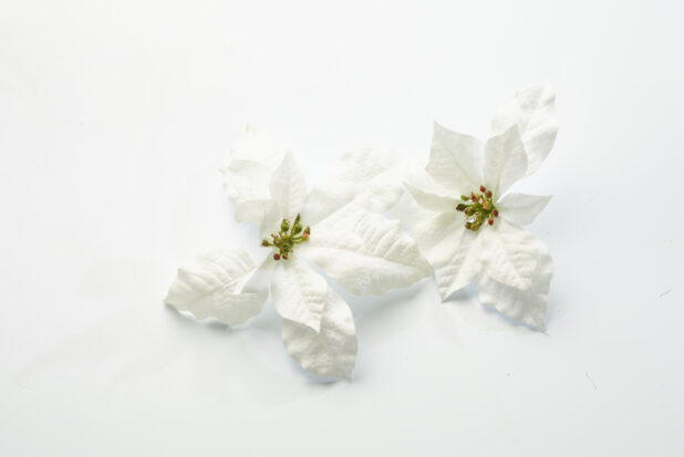 Overhead View of White Poinsettia Flowers Shot on White for Isolation