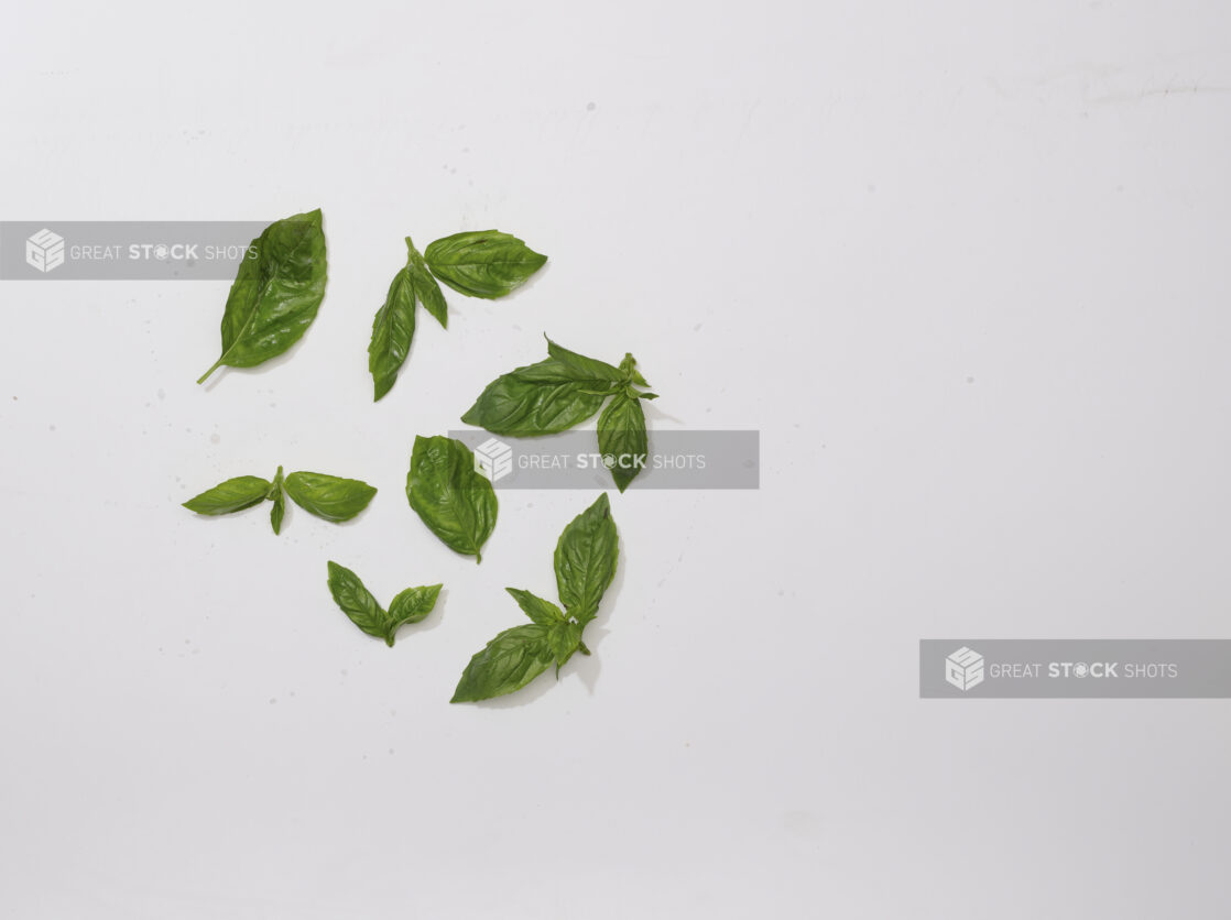 Overhead View of a Scattering of Fresh Basil Leaves, on a White Background for Isolation