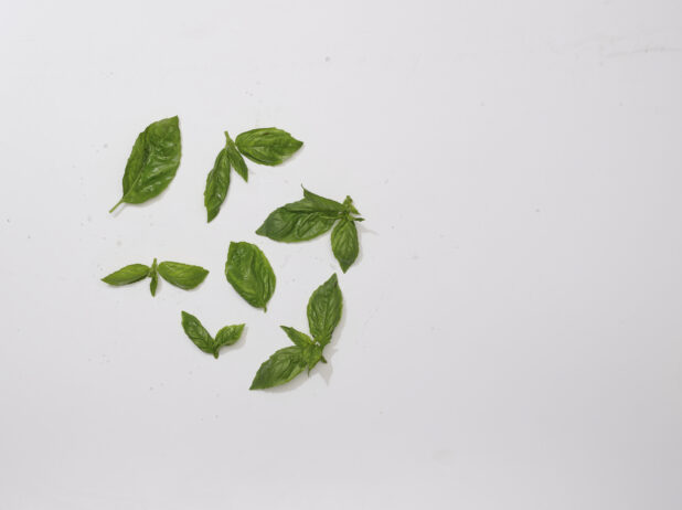 Overhead View of a Scattering of Fresh Basil Leaves, on a White Background for Isolation