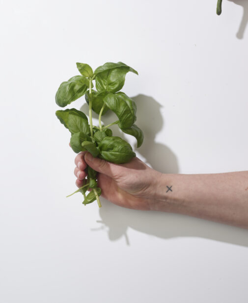 Hand holding sprigs of fresh basil on a white background