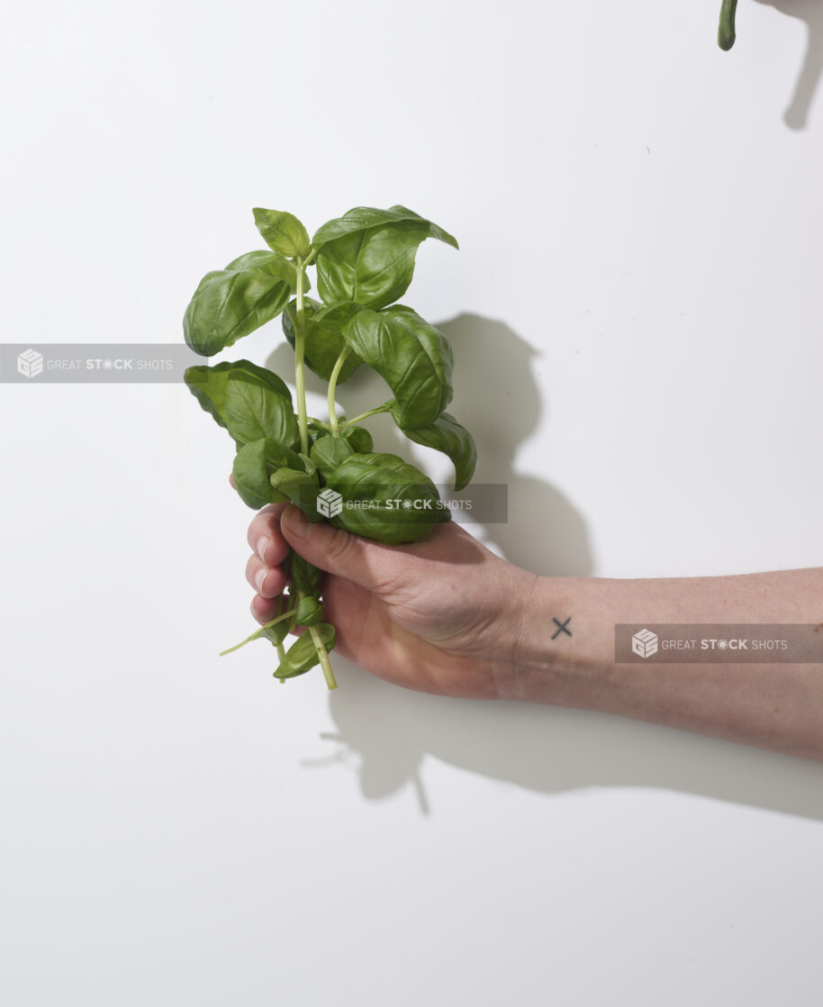 Hand holding sprigs of fresh basil on a white background