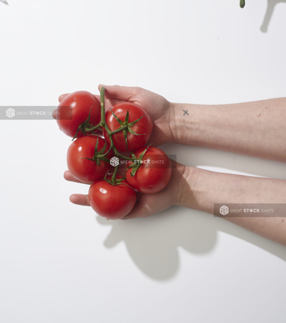 Hands holding fresh tomatoes on the vine