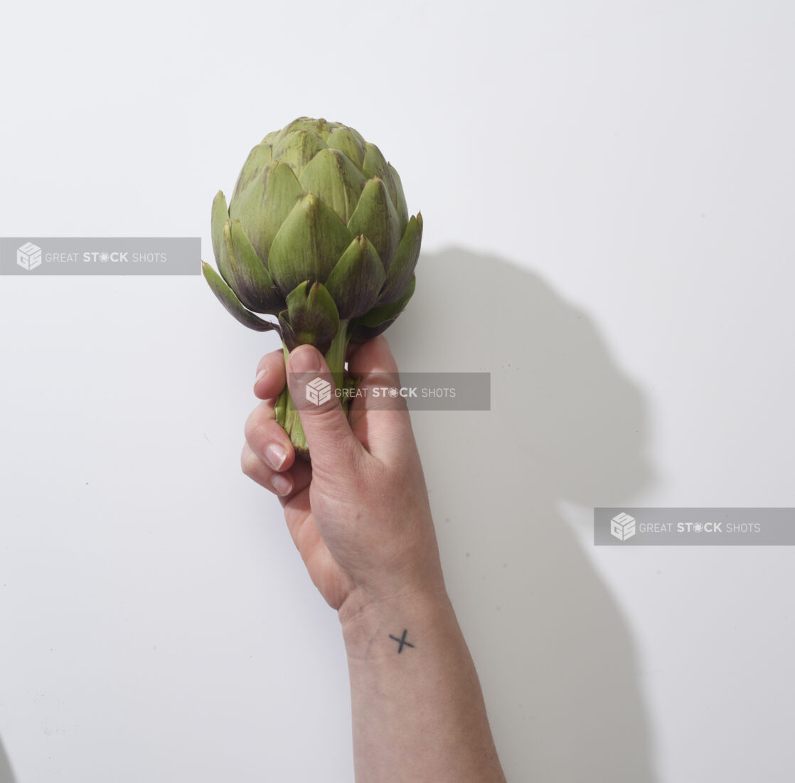 Hand holding a whole artichoke on a white background