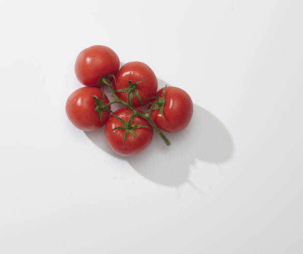 Fresh tomatoes on the vine on a white background