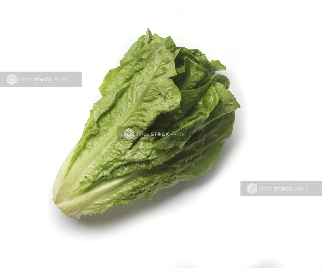 Whole romaine lettuce on a white background