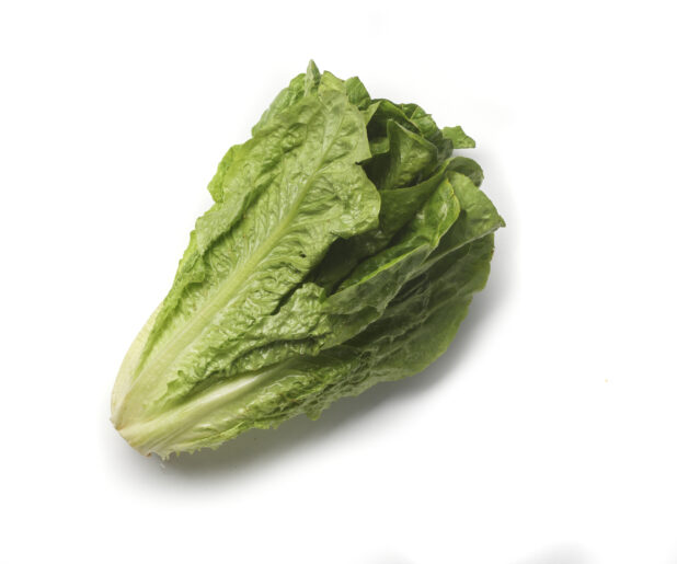 Whole romaine lettuce on a white background