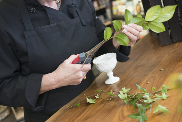 Women trimming a lemon leaf stem in a florist shop with ivy on a wooden table