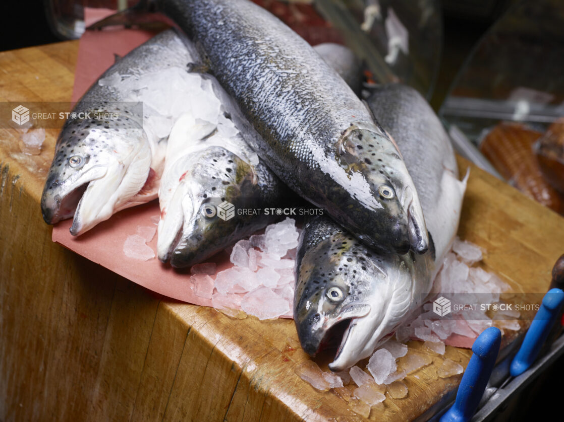 Fresh whole Atlantic Salmon on ice on butchers paper on a butchers block