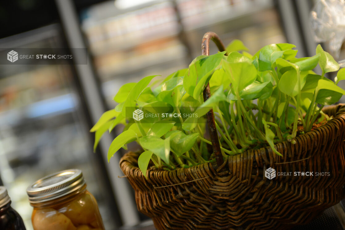 Pothos plant in a wicker basket beside preserved foods, in a grocery store setting