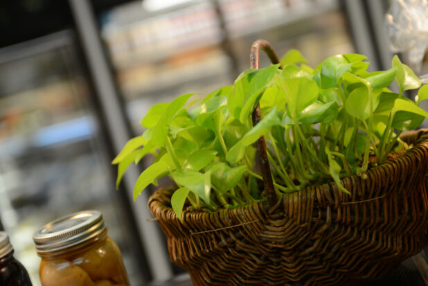 Pothos plant in a wicker basket beside preserved foods, in a grocery store setting