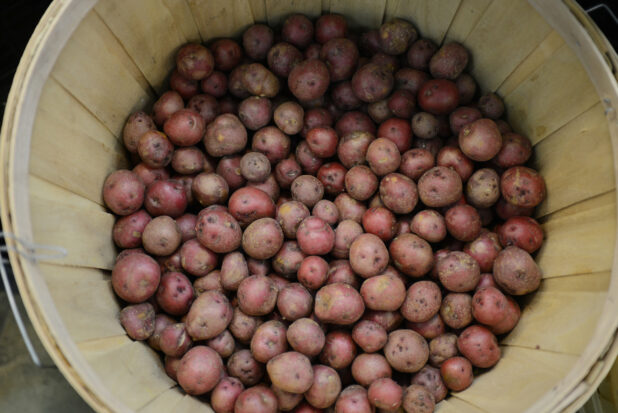 1/2 bushel of whole mini red potatoes