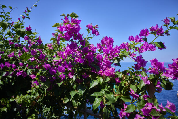 Close up view of bright pink bougainvillea with the sea in the background