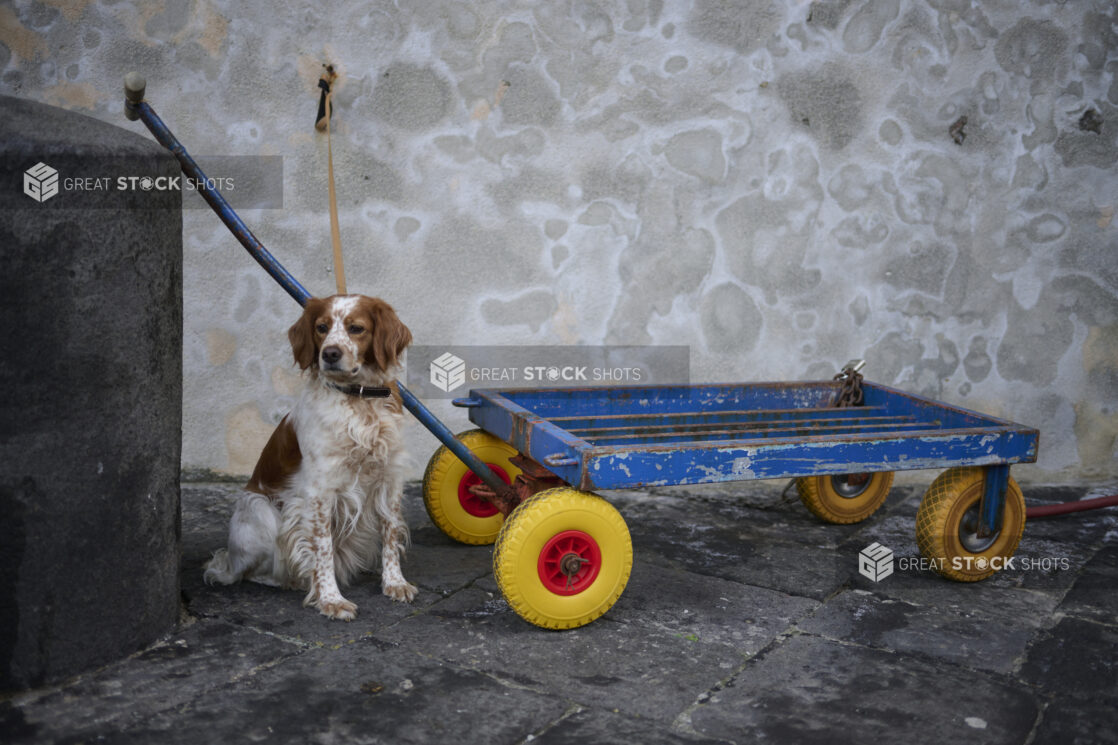 A brown and white dog tied to a stone wall sitting beside a blue cart with yellow wheels