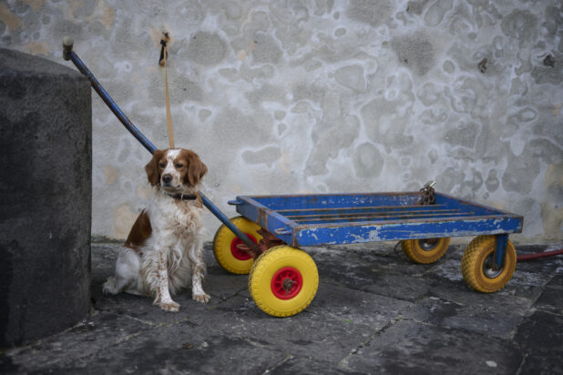 A brown and white dog tied to a stone wall sitting beside a blue cart with yellow wheels