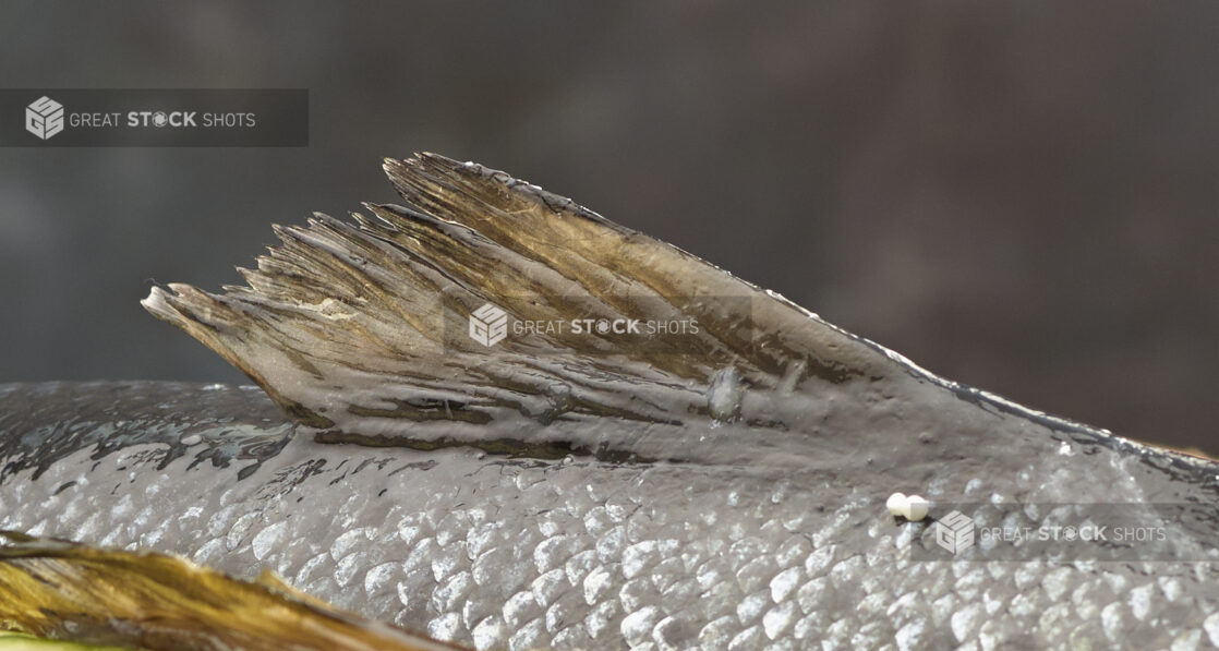 Up close view of a fish fin and scales with a dark background