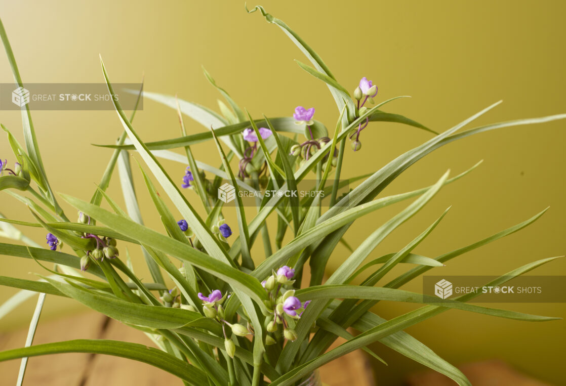 Virginia Spiderwort with Magenta and Purple Flower Clusters on a Wooden Table