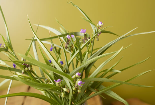 Virginia Spiderwort with Magenta and Purple Flower Clusters on a Wooden Table