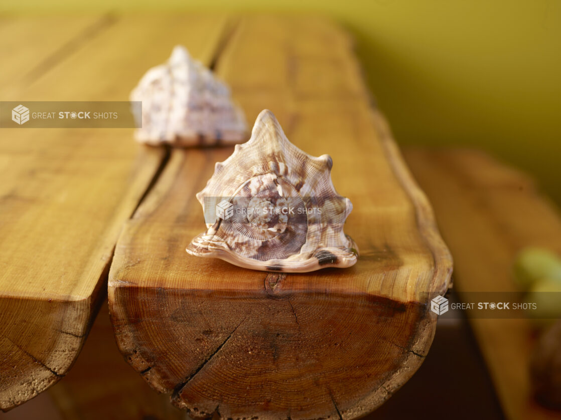 Conch Shells on Wooden Table Against a Green Background with Bokeh Effect