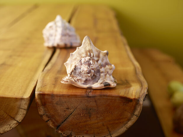 Conch Shells on Wooden Table Against a Green Background with Bokeh Effect