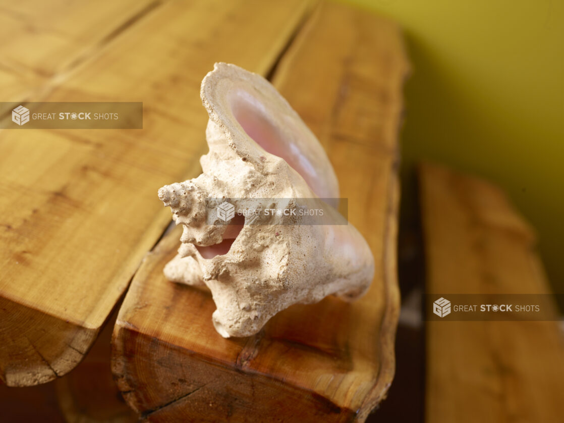 Large Conch Shell on Wooden Table Against a Green Background with Bokeh Effect