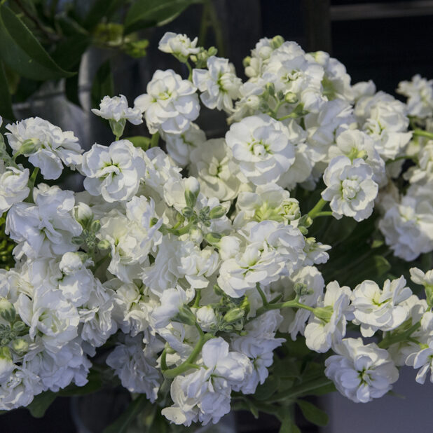 Bouquet of white Matthiola flowers, stock, close up view