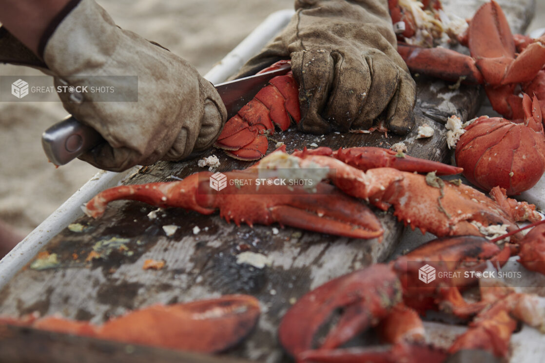 Fresh Cooked Lobster Tails and Claws Being Cut by a Fisherman's Hands on an Untreated Wood Table in an Outdoor Setting