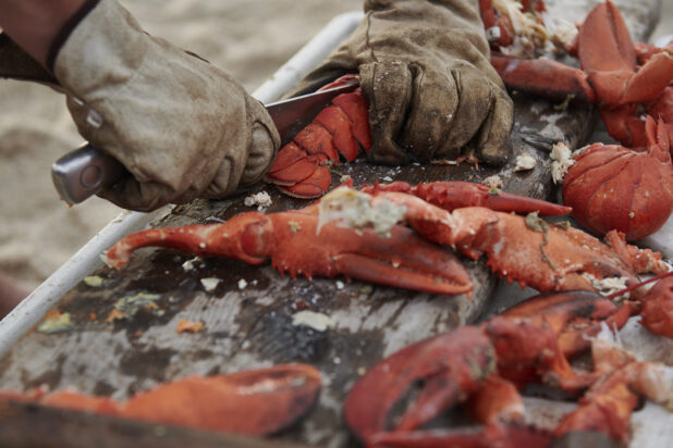 Fresh Cooked Lobster Tails and Claws Being Cut by a Fisherman's Hands on an Untreated Wood Table in an Outdoor Setting