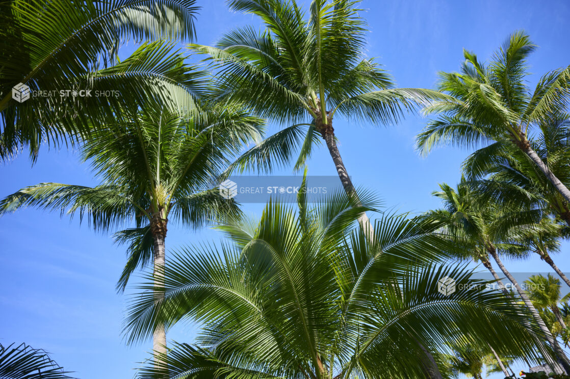 Ground View of a Cluster of Palm Trees Against a Blue Sky in a Resort Hotel in Nassau, Bahamas