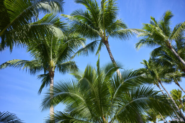 Ground View of a Cluster of Palm Trees Against a Blue Sky in a Resort Hotel in Nassau, Bahamas