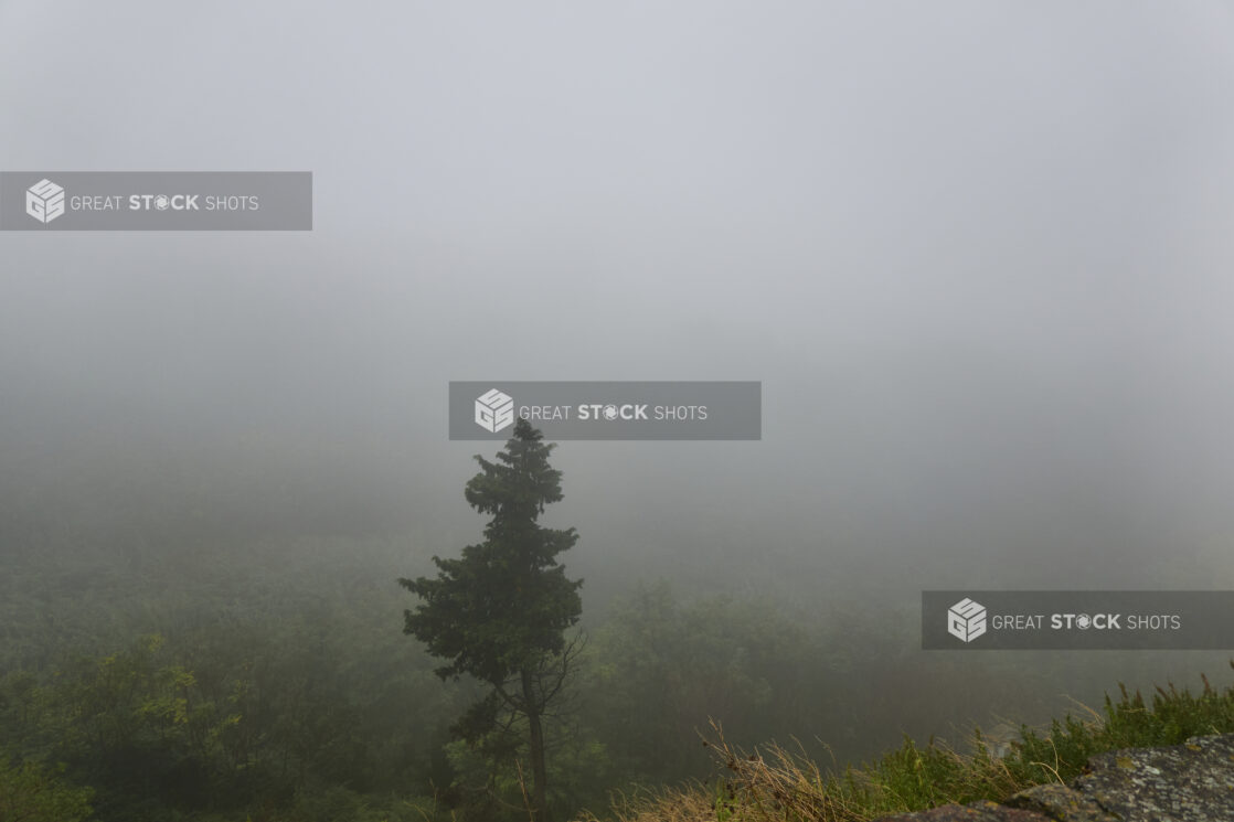 A Dense Fog Over a Wooded Landscape in Rainy Weather