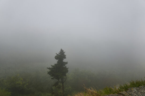 A Dense Fog Over a Wooded Landscape in Rainy Weather