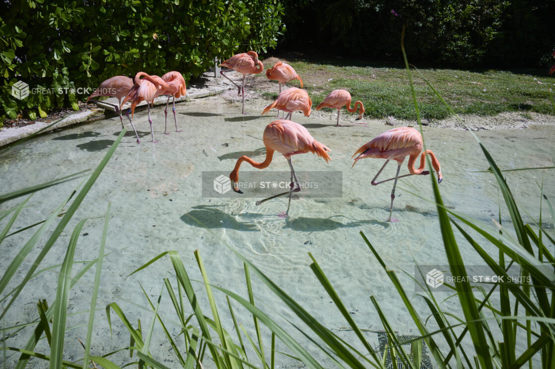 A Flamboyance of Flamingos Wading in the Clear Waters of a Sandy Lagoon in a Resort in Nassau, Bahamas