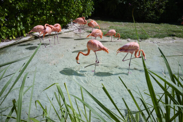 A Flamboyance of Flamingos Wading in the Clear Waters of a Sandy Lagoon in a Resort in Nassau, Bahamas