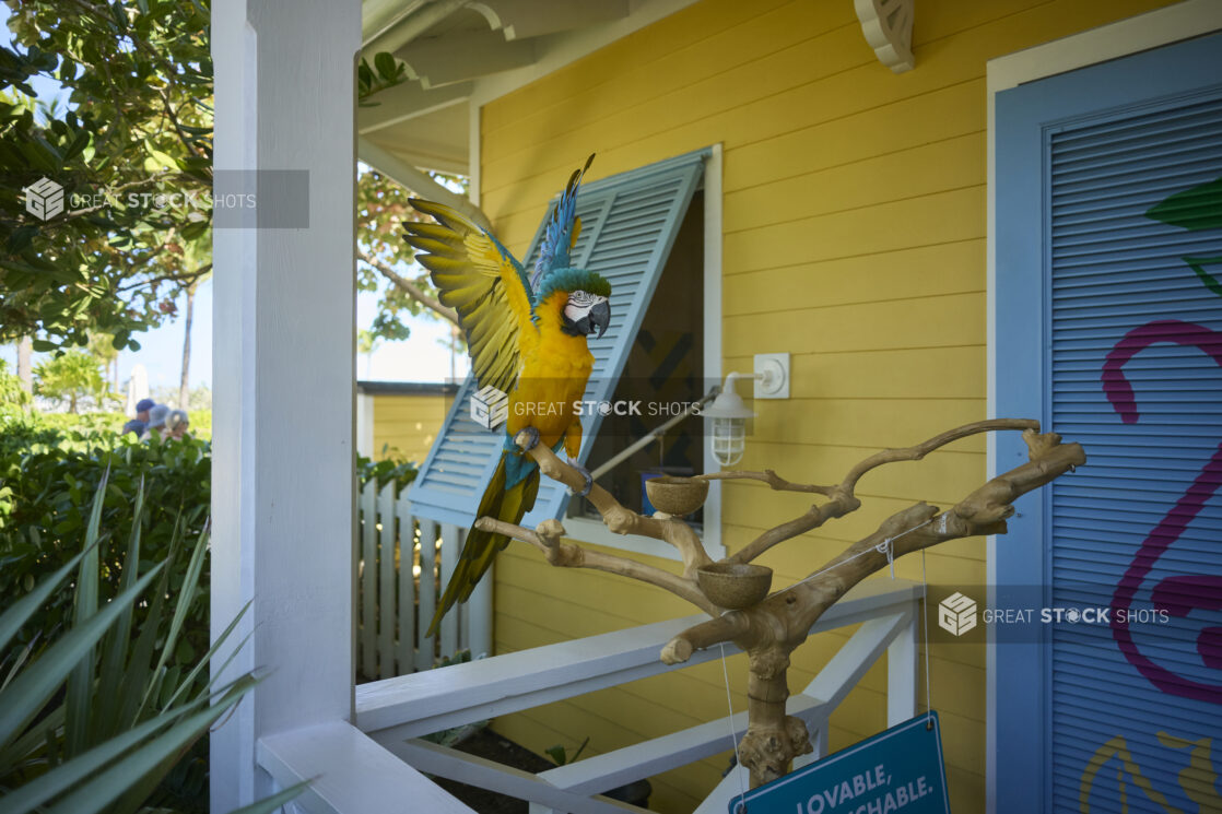 Colourful Blue and Yellow Macaw Bird Parrot on Branch Outside a Painted Wood Cabin on a Tropical Island Resort