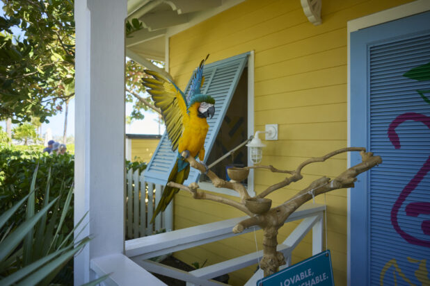 Colourful Blue and Yellow Macaw Bird Parrot on Branch Outside a Painted Wood Cabin on a Tropical Island Resort