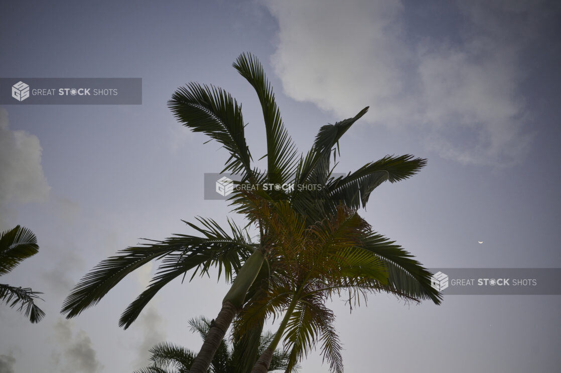 Ground View of a Palm Tree Against a Darkening Evening Sky in a Resort Hotel in Nassau, Bahamas