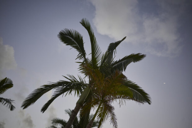 Ground View of a Palm Tree Against a Darkening Evening Sky in a Resort Hotel in Nassau, Bahamas