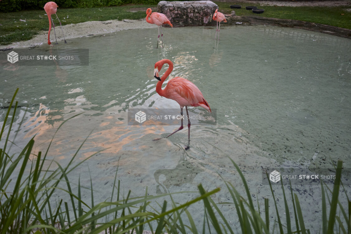 A Flamboyance of Flamingos Wading in the Clear Waters of a Sandy Lagoon at Dusk in a Resort in Nassau, Bahamas