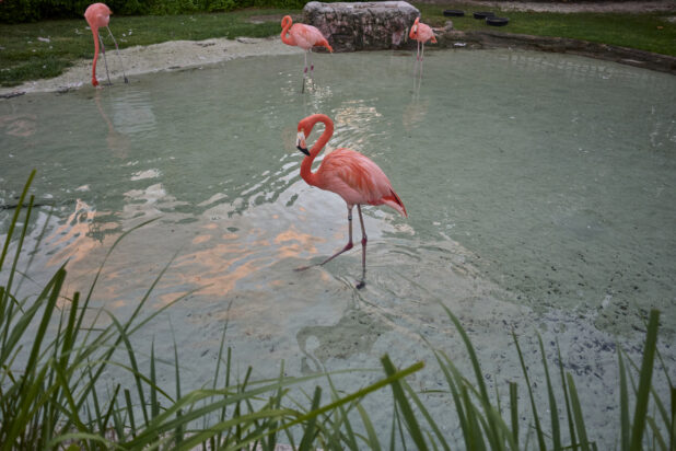 A Flamboyance of Flamingos Wading in the Clear Waters of a Sandy Lagoon at Dusk in a Resort in Nassau, Bahamas