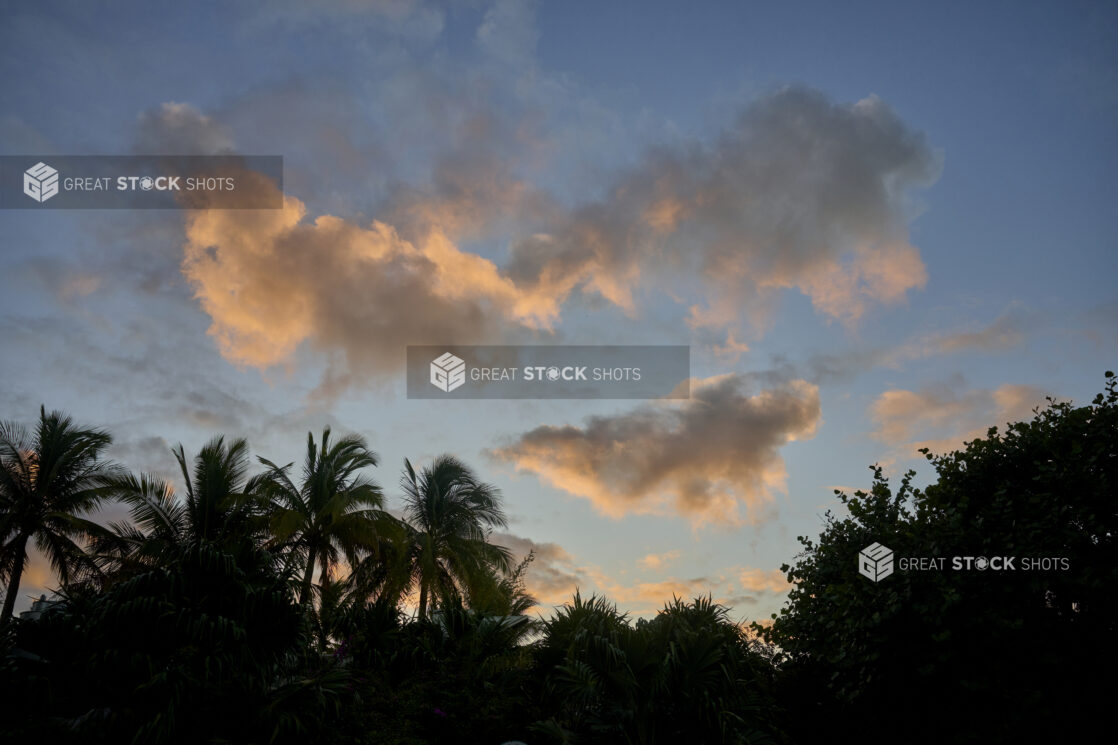 Sun Set Over a Tree Line of Palm Trees in a Resort in Nassau, Bahamas