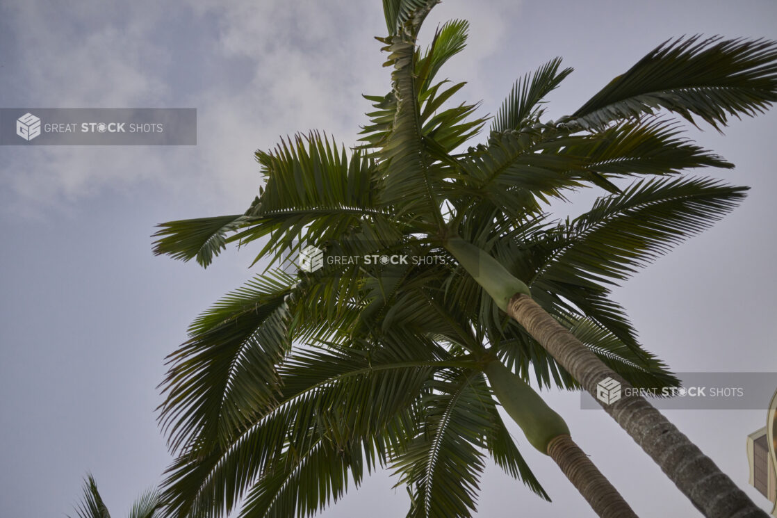 Close-Up Ground View of a Cluster of Palm Trees Against a Darkening Evening Sky in a Resort Hotel in Nassau, Bahamas