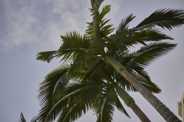 Close-Up Ground View of a Cluster of Palm Trees Against a Darkening Evening Sky in a Resort Hotel in Nassau, Bahamas