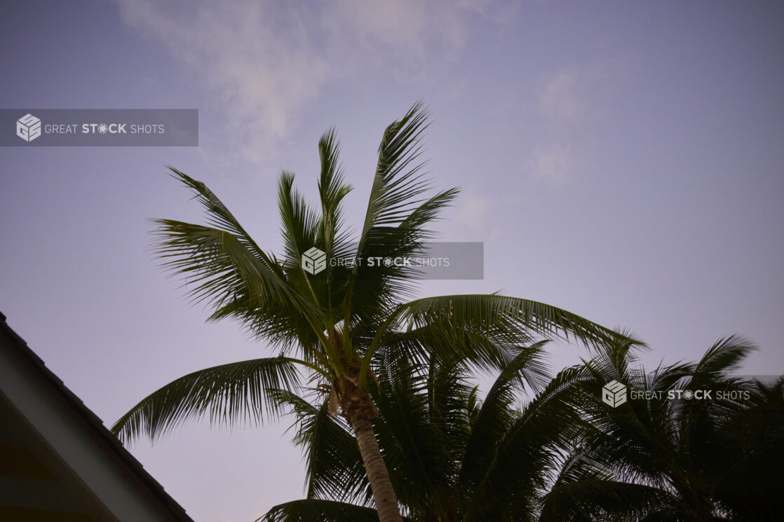 Ground View of a Cluster of Palm Trees Against a Darkening Evening Sky in a Resort Hotel in Nassau, Bahamas - Variation