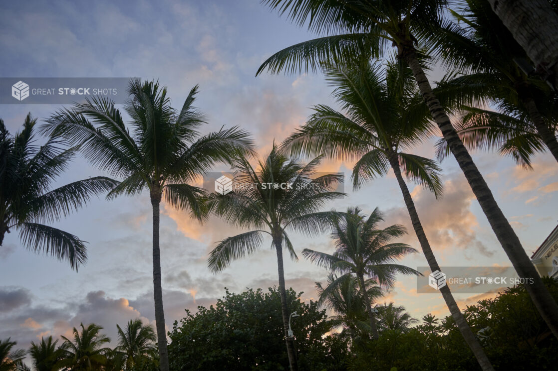 Ground View of a Silhouette of a Cluster of Palm Trees Against a Sunset Sky in a Resort in Nassau, Bahamas - Variation