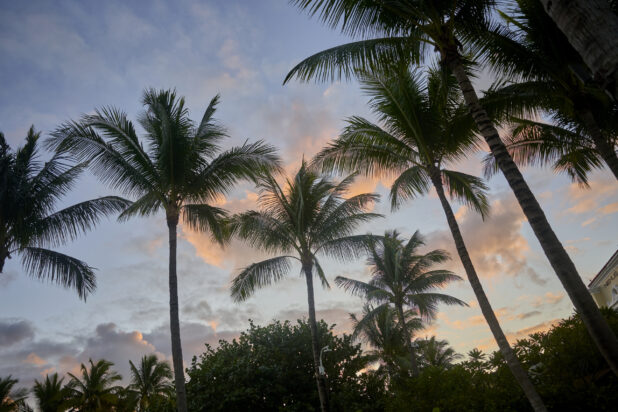 Ground View of a Silhouette of a Cluster of Palm Trees Against a Sunset Sky in a Resort in Nassau, Bahamas - Variation