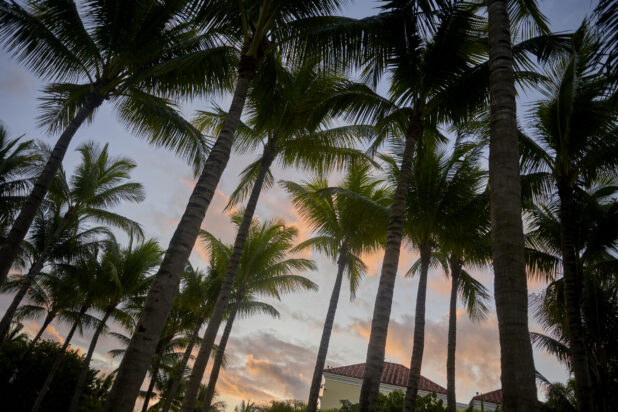 Ground View of a Silhouette of a Cluster of Palm Trees Against a Sunset Sky in a Resort in Nassau, Bahamas