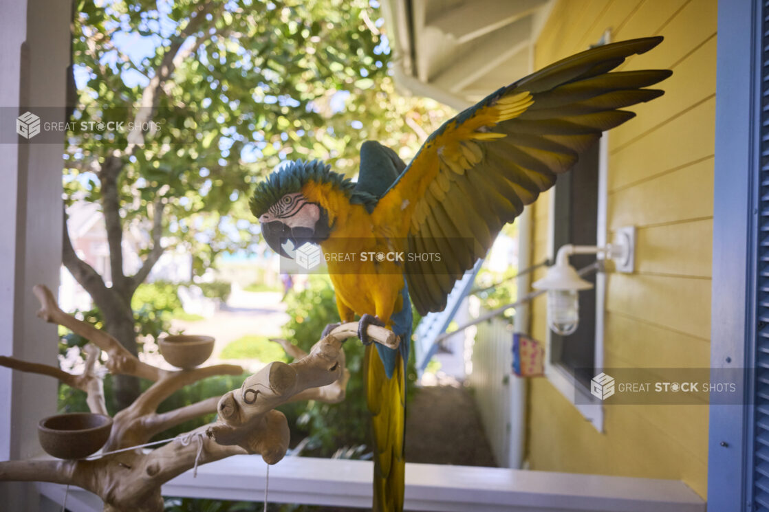 Close-Up of a Colourful Blue and Yellow Macaw Bird Parrot on Branch Outside a Painted Wood Cabin on a Tropical Island Resort